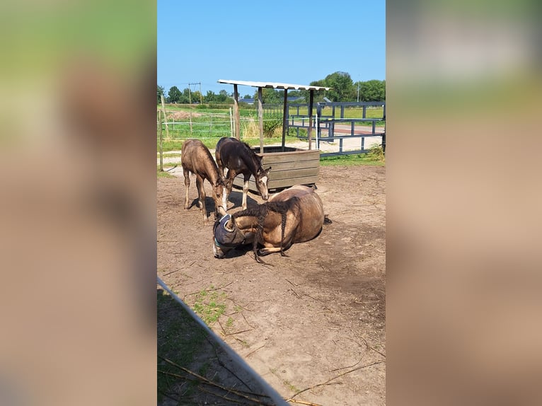 Anglo European Studbook Mix Stallion Foal (06/2024) 13,2 hh Buckskin in Geffen