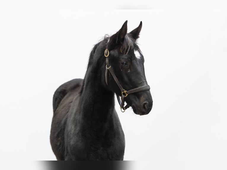 Anglo European Studbook Stallion Foal (04/2025) 14,3 hh Black in Waddinxveen