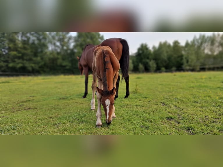 Anglo European Studbook Stallion Foal (05/2024) 15,2 hh Brown-Light in Hoogeveen