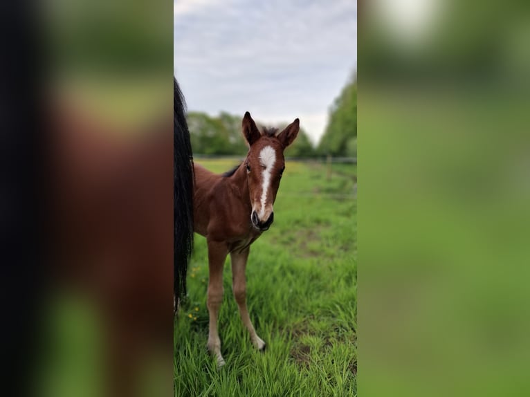 Anglo European Studbook Stallion Foal (05/2024) 15,2 hh Brown-Light in Hoogeveen