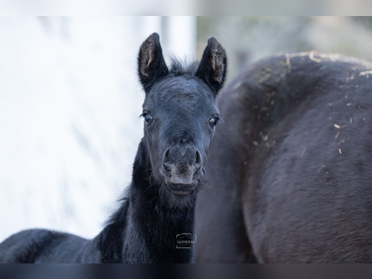 Anglo European Studbook Stallion Foal (01/2026) 15,2 hh Black in Eisighofen