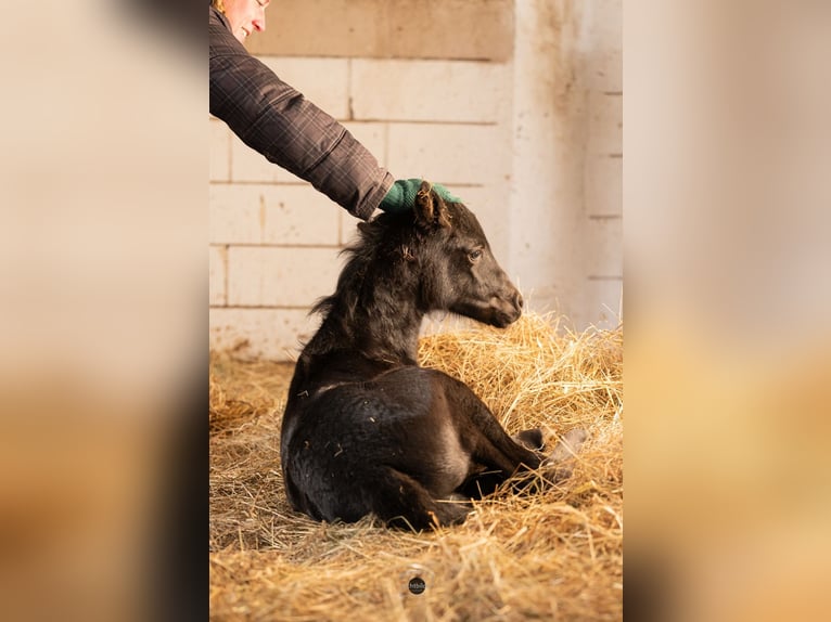 Anglo European Studbook Stallion Foal (01/2026) 15,2 hh Black in Eisighofen