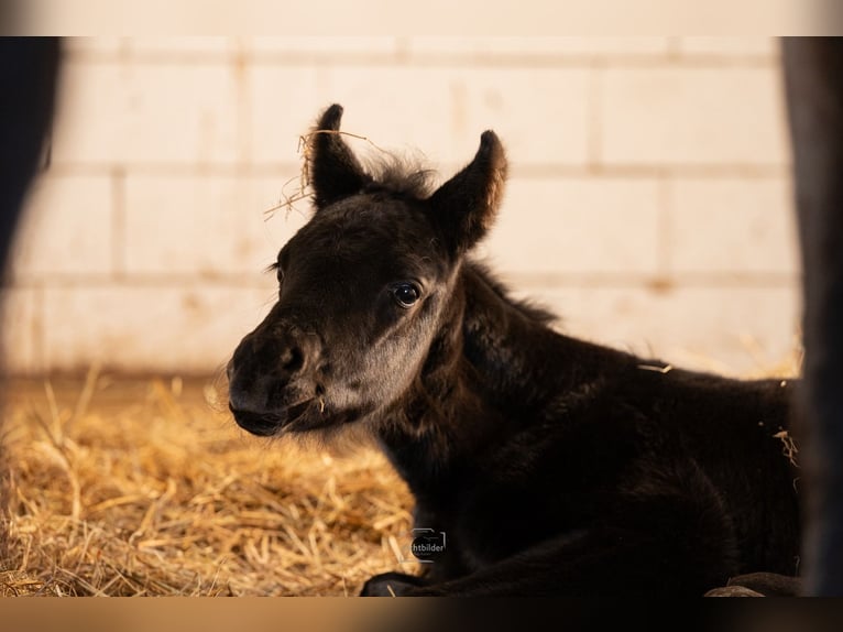 Anglo European Studbook Stallion Foal (01/2026) 15,2 hh Black in Eisighofen