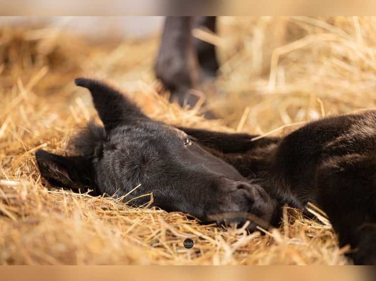 Anglo European Studbook Stallion Foal (01/2026) 15,2 hh Black in Eisighofen