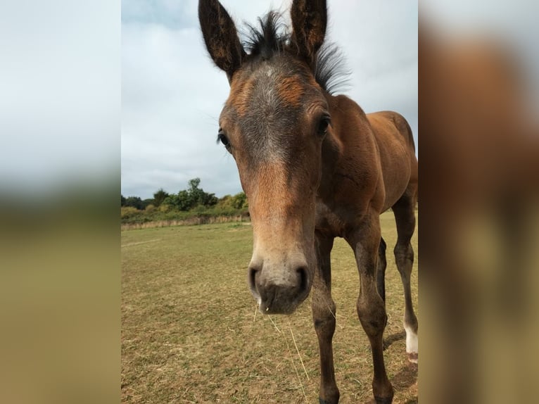 Anglo European Studbook Stallion Foal (05/2025) 16,2 hh Grey in Lincoln