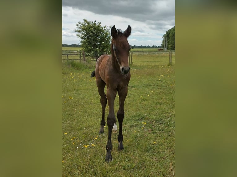 Anglo European Studbook Stallion Foal (05/2025) 16,2 hh Grey in Lincoln