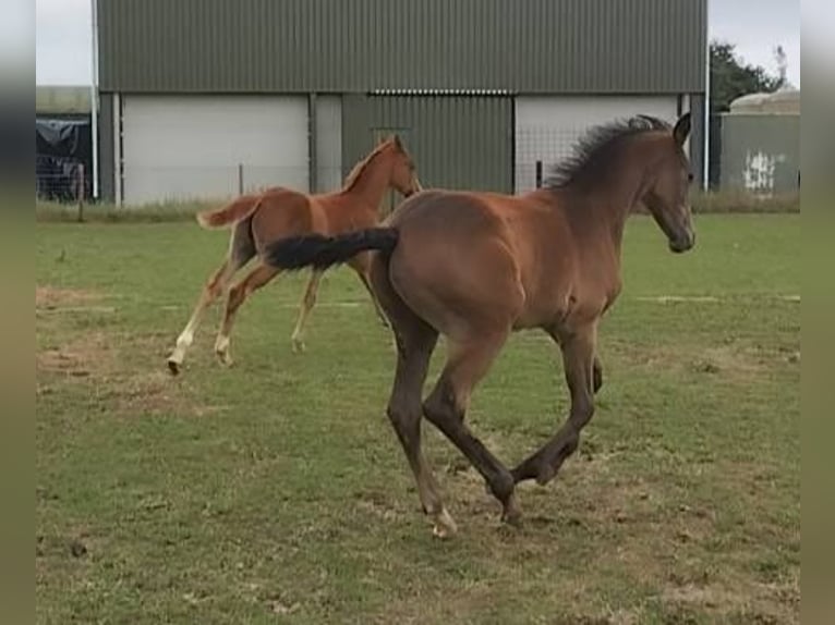 Anglo European Studbook Stallion Foal (05/2025) 16,2 hh Grey in Lincoln