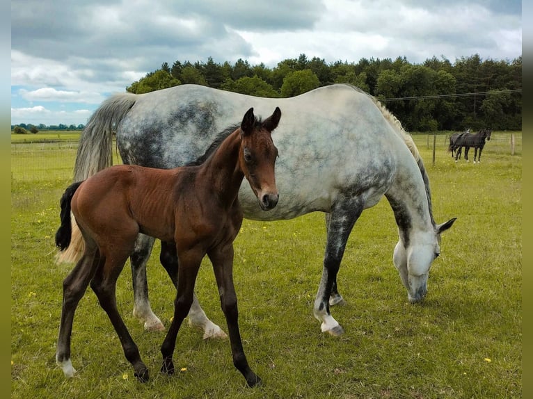 Anglo European Studbook Stallion Foal (05/2025) 16,2 hh Grey in Lincoln