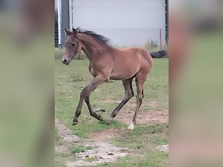 Anglo European Studbook Stallion Foal (05/2025) 16,2 hh Grey in Lincoln