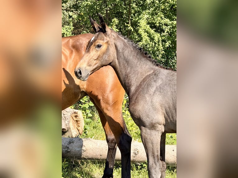 Anglo European Studbook Stallion Foal (04/2026) 16.2 hh Grey in Łąki