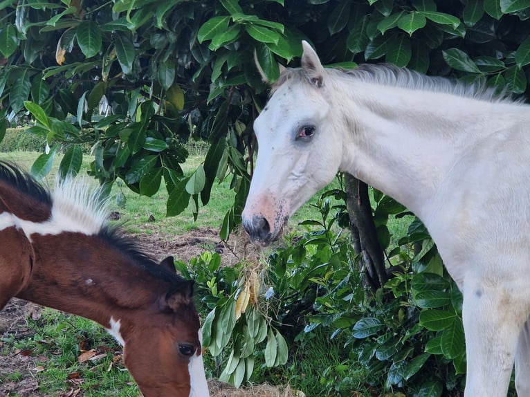 Anglo European Studbook Stallion Foal (05/2024) 16,2 hh Leopard-Piebald in DOCHAMPS