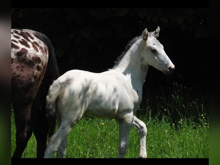 Anglo European Studbook Stallion Foal (05/2024) 16,2 hh Leopard-Piebald in DOCHAMPS