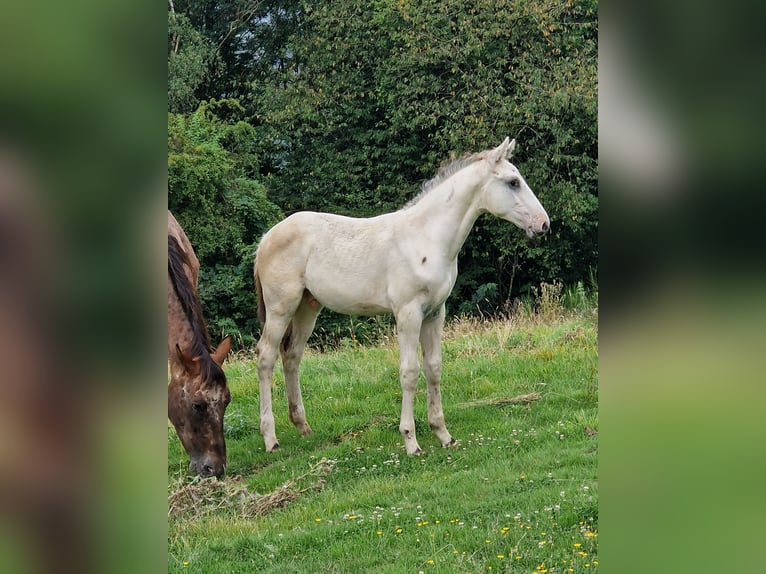 Anglo European Studbook Stallion Foal (05/2024) 16,2 hh Leopard-Piebald in DOCHAMPS