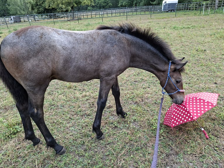 Anglo European Studbook Mix Stallion Foal (03/2026) 16 hh Brown Falb mold in Stabroek