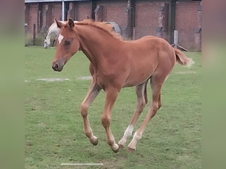 Anglo European Studbook Stallion Foal (05/2025) 16 hh Chestnut in Torksey