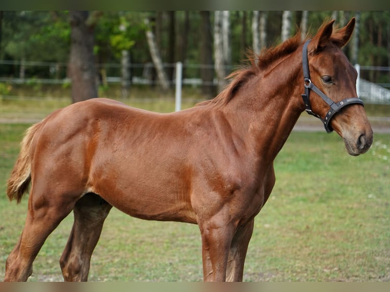 Anglo European Studbook Stallion Foal (05/2025) 16 hh Chestnut-Red in Dolsk