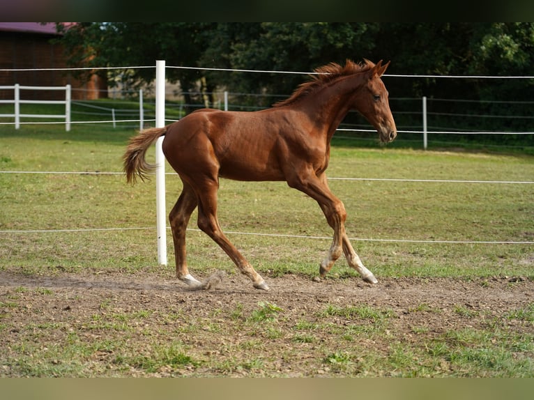 Anglo European Studbook Stallion Foal (05/2025) 16 hh Chestnut-Red in Dolsk
