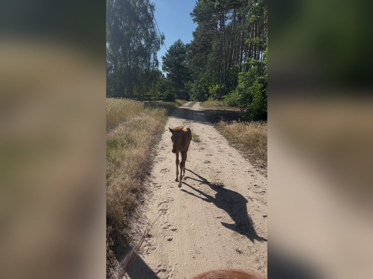 Anglo European Studbook Stallion Foal (05/2025) 16 hh Chestnut-Red in Dolsk