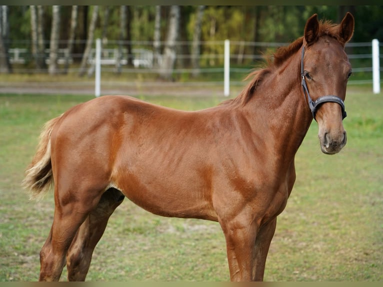 Anglo European Studbook Stallion Foal (05/2025) 16 hh Chestnut-Red in Dolsk
