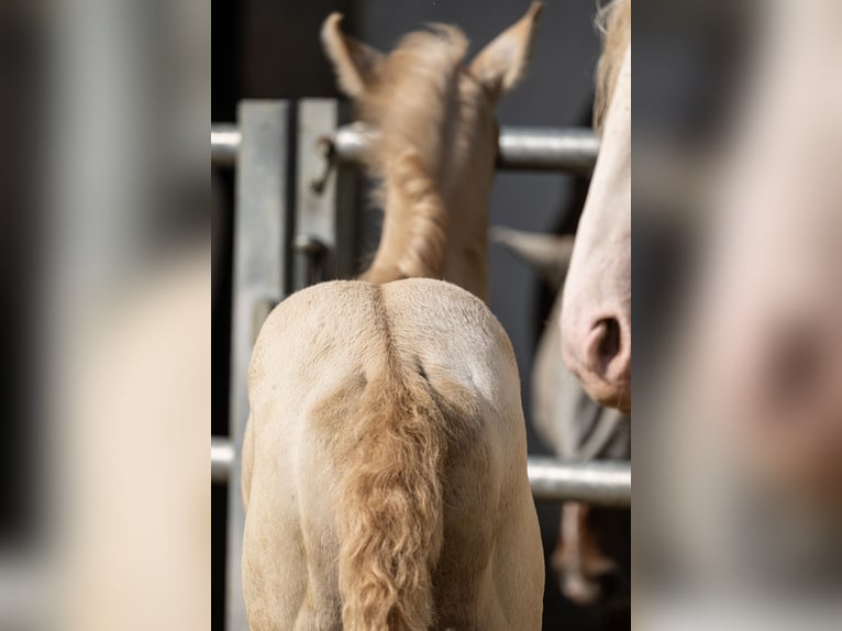 Anglo European Studbook Stallion Foal (06/2024) 16 hh Dunalino in Eisighofen