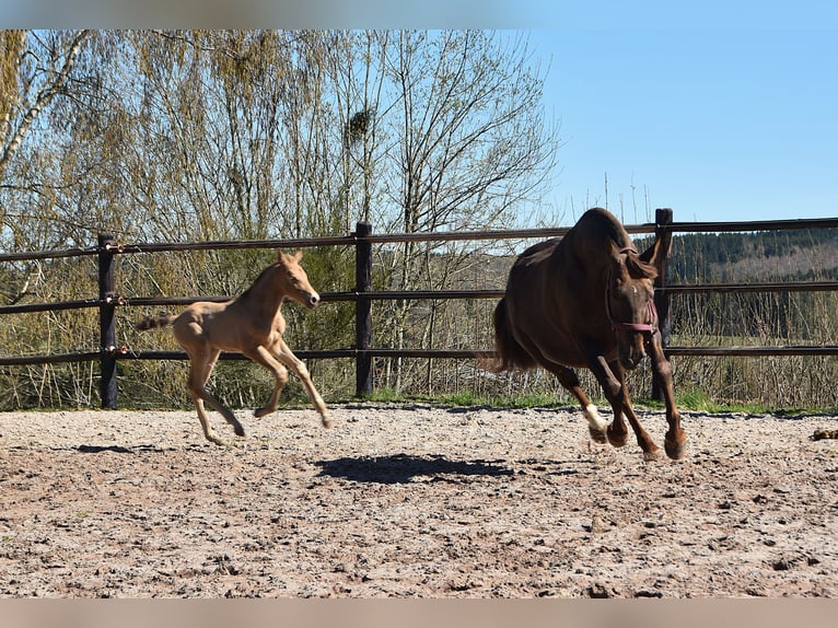 Anglo European Studbook Stallion Foal (04/2026) 16 hh Pearl in Dochamps