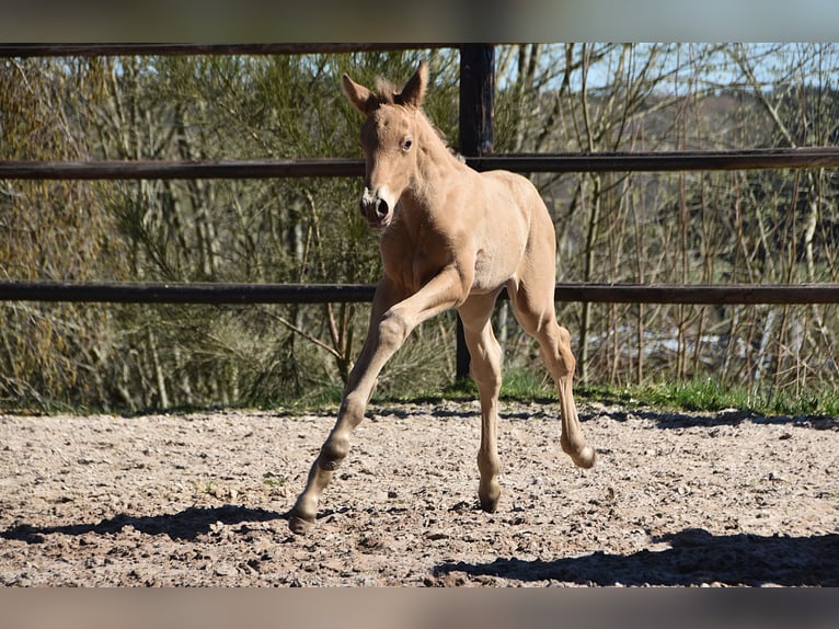 Anglo European Studbook Stallion Foal (04/2026) 16 hh Pearl in Dochamps