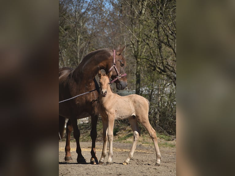 Anglo European Studbook Stallion Foal (04/2026) 16 hh Pearl in Dochamps