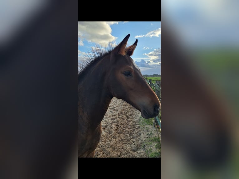Anglo European Studbook Stallion Foal (06/2025) 16,2 hh Bay-Dark in Nieuwerkerk aan den IJssel