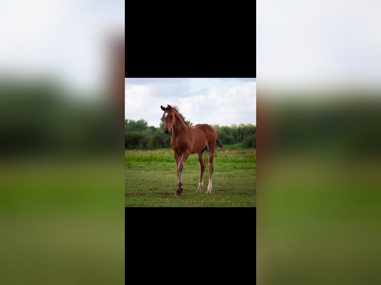 Anglo European Studbook Stallion Foal (06/2025) 16,2 hh Bay-Dark in Nieuwerkerk aan den IJssel