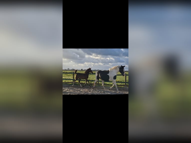 Anglo European Studbook Stallion Foal (06/2025) 16,2 hh Bay-Dark in Nieuwerkerk aan den IJssel