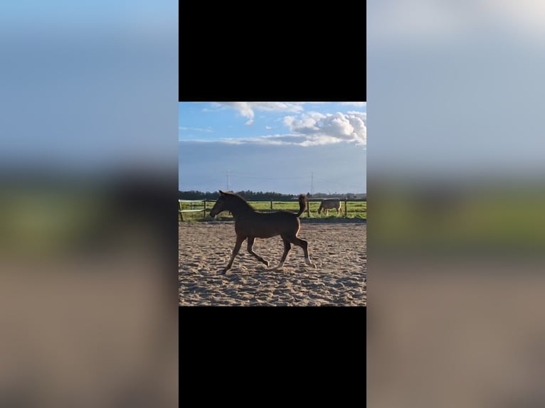 Anglo European Studbook Stallion Foal (06/2025) 16,2 hh Bay-Dark in Nieuwerkerk aan den IJssel