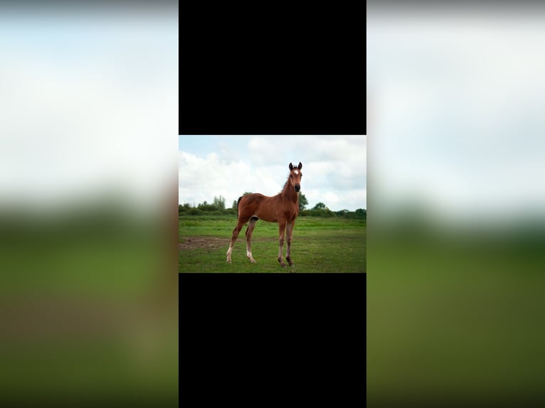 Anglo European Studbook Stallion Foal (06/2025) 16,2 hh Bay-Dark in Nieuwerkerk aan den IJssel