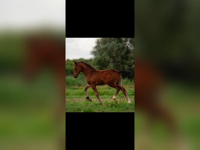 Anglo European Studbook Stallion Foal (06/2025) 16,2 hh Bay-Dark in Nieuwerkerk aan den IJssel