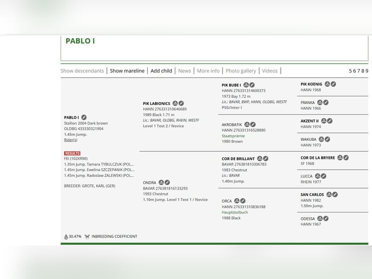 Anglo European Studbook Stallion Foal (03/2026) 16,2 hh Leopard-Piebald in Trzciel