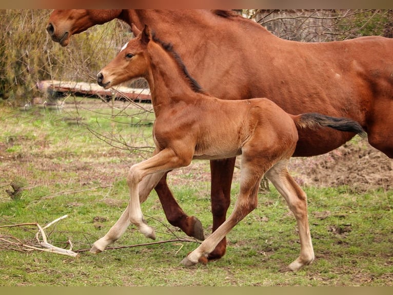 Anglo European Studbook Stallion Foal (03/2026) 17 hh Brown in Miechów