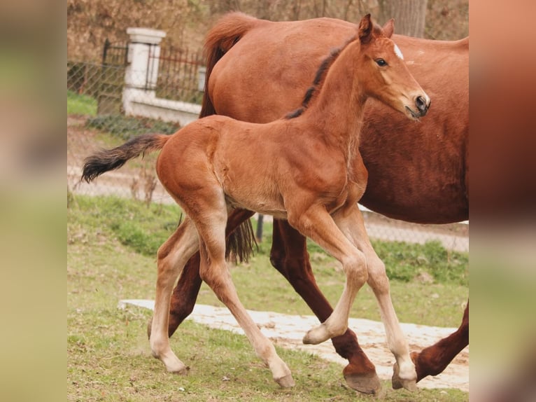 Anglo European Studbook Stallion Foal (03/2026) 17 hh Brown in Miechów