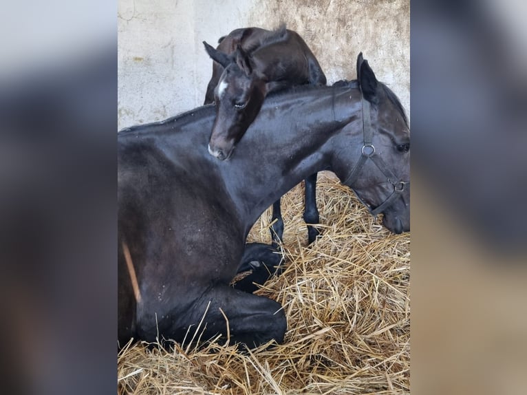 Anglo European Studbook Stallion  17 hh Gray in Pleszew