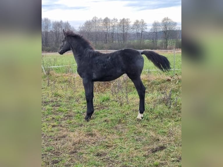 Anglo European Studbook Stallion  17 hh Gray in Pleszew