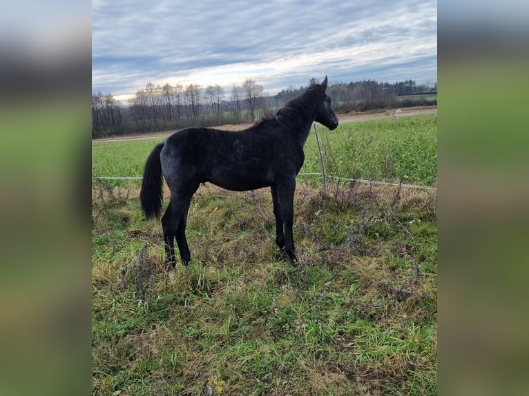 Anglo European Studbook Stallion  17 hh Gray in Pleszew