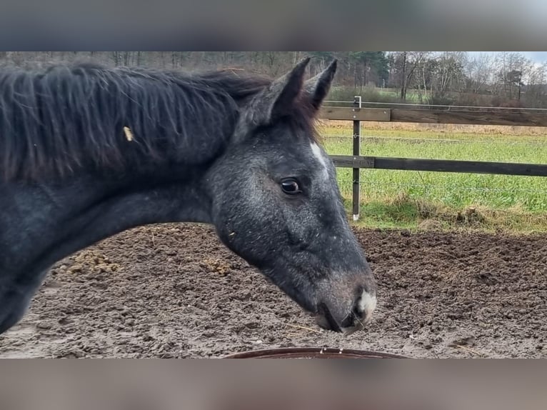 Anglo European Studbook Stallion  17 hh Gray in Pleszew