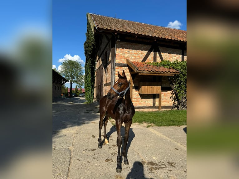 Anglo European Studbook Stallion Foal (05/2024) Bay-Dark in Sząbruk