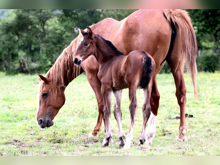 Anglo European Studbook Stallion Foal (05/2024) Bay-Dark in Bouée