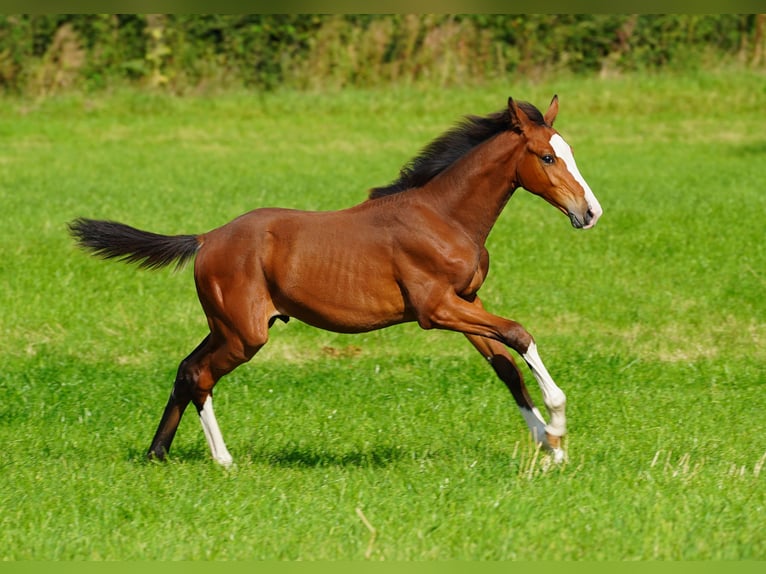 Anglo European Studbook Stallion Foal (04/2024) Bay in Northwich, Cheshire