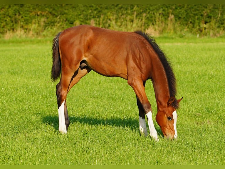 Anglo European Studbook Stallion Foal (04/2024) Bay in Northwich, Cheshire