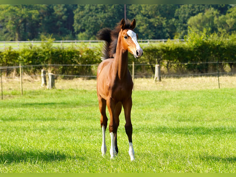 Anglo European Studbook Stallion Foal (04/2024) Bay in Northwich, Cheshire