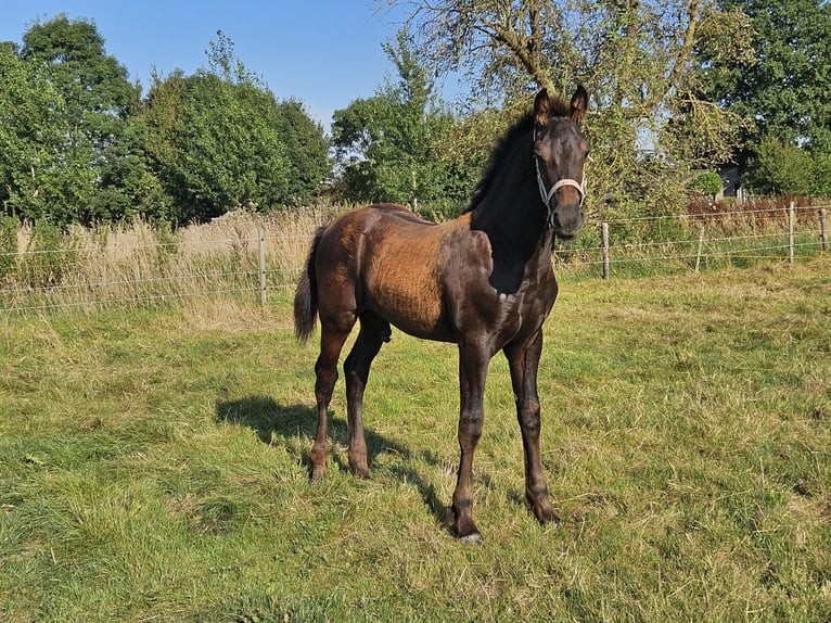 Anglo European Studbook Mix Stallion Foal (04/2024) Black in Maren-Kessel