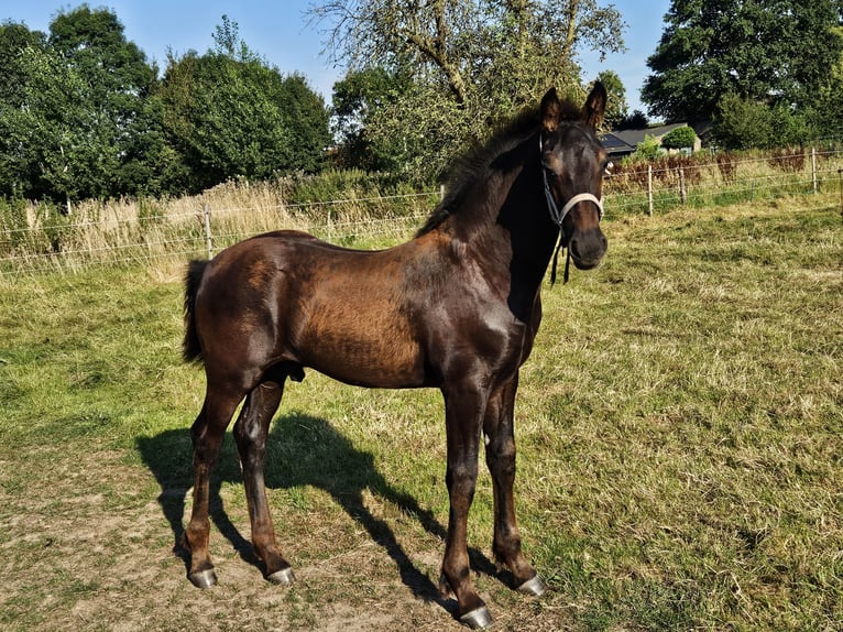 Anglo European Studbook Mix Stallion Foal (04/2024) Black in Maren-Kessel