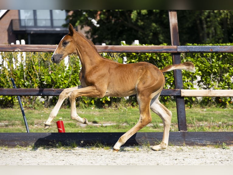 Anglo European Studbook Stallion Foal (06/2025) Brown-Light in Waddinxveen