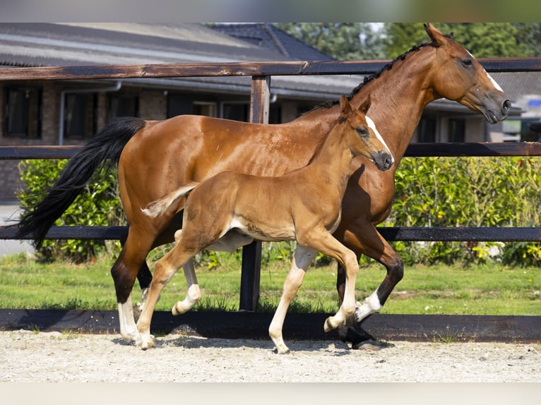 Anglo European Studbook Stallion Foal (06/2025) Brown-Light in Waddinxveen
