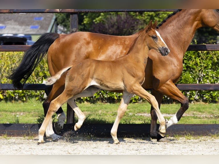 Anglo European Studbook Stallion Foal (06/2025) Brown-Light in Waddinxveen